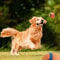 Premium Durable Dog Ball Toy Chew Resistant Fetch Elastic Bouncy Play Ball For Small Large Dogs 1