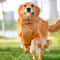 Premium Durable Dog Ball Toy Chew Resistant Fetch Elastic Bouncy Play Ball For Small Large Dogs 2