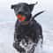 Premium Durable Dog Ball Toy Chew Resistant Fetch Elastic Bouncy Play Ball For Small Large Dogs 4