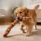 Durable Squeaky Dog Chew Toy Teeth Cleaning Puppy Molar Toy