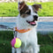 Tennis Ball Holder With Carabiner For Hands Free Dog Walks And Training 4