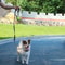 Tennis Ball Holder With Carabiner For Hands Free Dog Walks And Training 5