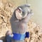 Stainless Steel Mesh Cut Resistant Butcher Glove