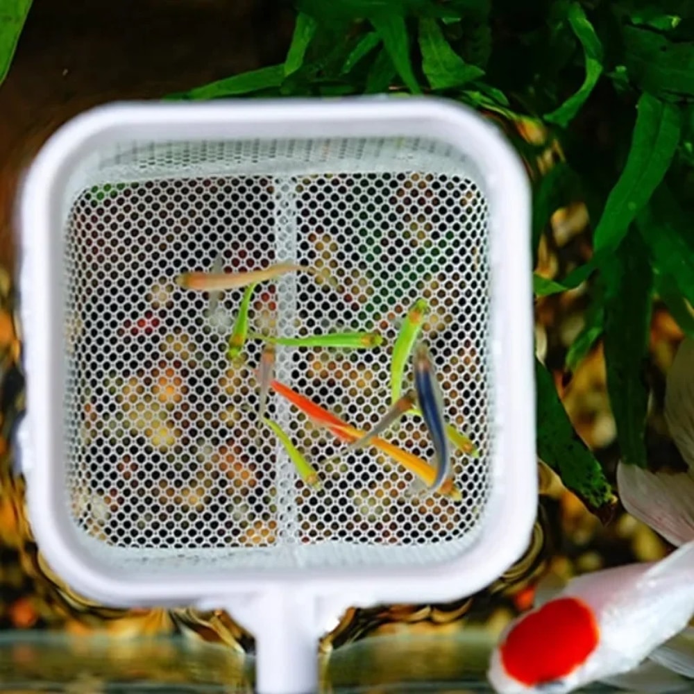 Extendable Telescopic Fish Net with Stainless Steel Handle for Aquarium and Shrimp Care