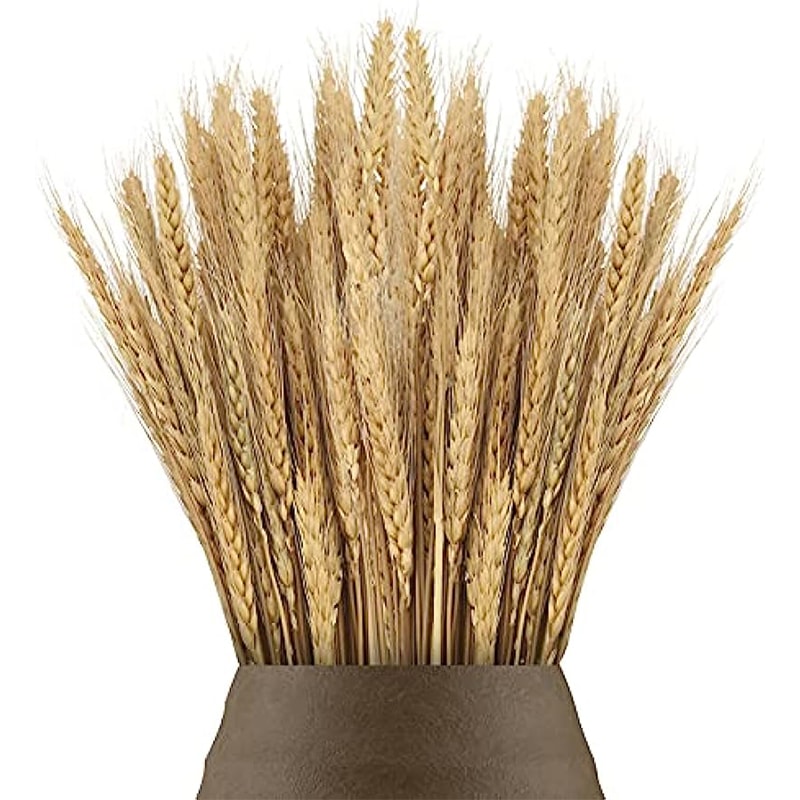 Natural Dried Wheat Stalks Bundle for Boho Farmhouse Decor and Wedding Centerpieces