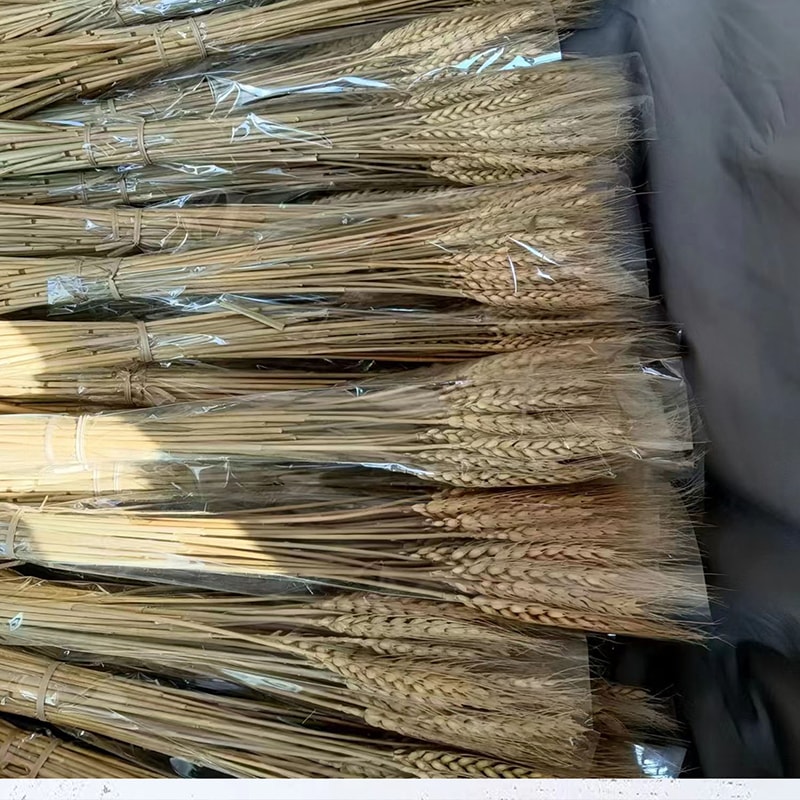 Natural Dried Wheat Stalks Bundle for Boho Farmhouse Decor and Wedding Centerpieces