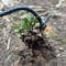 5vLoManganese-Steel-Garden-Weeders-Grass-Rooting-Loose-Soil-Hand-Weeding-Removal-Puller-Gardening-Tools-Multifunctional-Weeder.jpg
