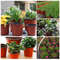 U5RT50-20pcs-Plastic-Flowerpots-Simple-Nursery-Seedling-Pot-Flowers-Seed-Breeding-Planters-Container-Box-Garden-Supplies.jpg