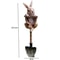 Creative Frog, Turtle Shovel Outdoor Decor, Resin Garden Bonsai Craft for Patio, Lawn, Balcony & Home Decorations