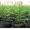28Iy100pcs-set-Plastic-Seedling-Planters-Bowl-Nursery-Breathable-Pots-Grow-Bag-Basket-for-Flower-Vegetable-Gardening.jpg
