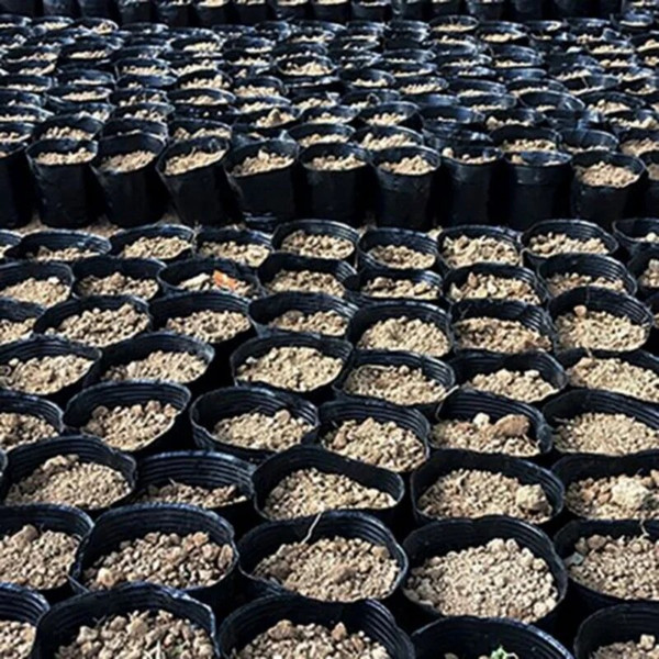 7fyg100pcs-set-Plastic-Seedling-Planters-Bowl-Nursery-Breathable-Pots-Grow-Bag-Basket-for-Flower-Vegetable-Gardening.jpg