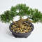 0Aq9Simulation-Plants-Pine-Needles-Bonsai-Artificial-Decoration-Rollo-De-Vaya-De-Hojas-Artificiales-Home-Decor-Accessories.jpg