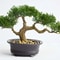 iwWmSimulation-Plants-Pine-Needles-Bonsai-Artificial-Decoration-Rollo-De-Vaya-De-Hojas-Artificiales-Home-Decor-Accessories.jpg