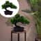 JxCRWelcoming-Pine-Ornaments-Artificial-Mini-Bonsai-Green-Home-Decor-Japanese-Cedar-Tree-Juniper-Outdoor-Fake-Potted.jpg