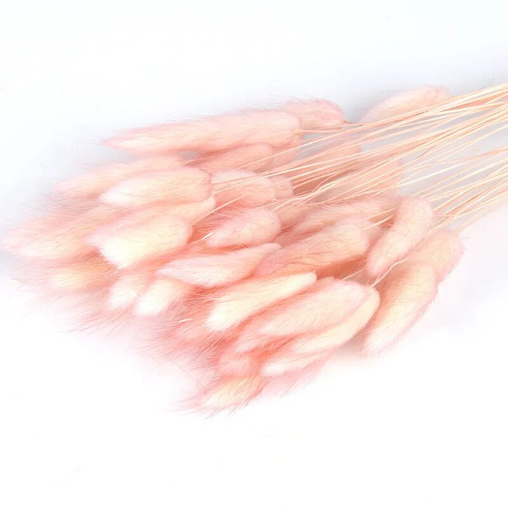 3YJ050PCS-Bunny-Rabbit-Tail-Grass-Natural-Dried-Flowers-Bouquet-Wedding-Christmas-Decoration-Lagurus-Pampas-Home-Decor.jpg