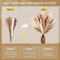 yCsg105pcs-Natural-Dried-Flowers-Pampas-Floral-Bouquet-Boho-Country-Home-Decoration-Rabbit-Tail-Grass-Reed-Wedding.jpg