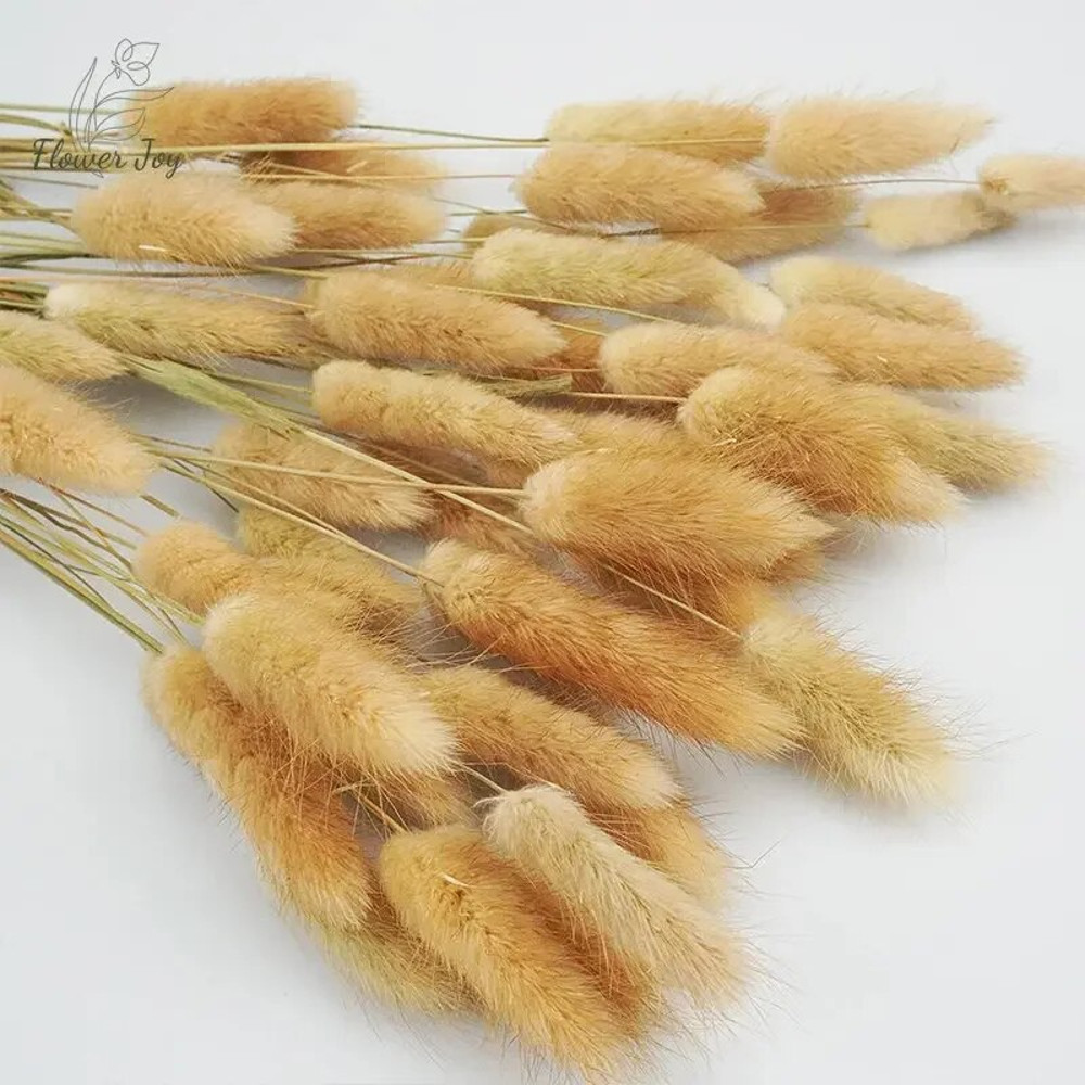 v0N860Pcs-Dried-Flowers-Rabbit-Tails-Grass-Bouquet-Home-Decor-Diy-Natural-Fluffy-Pampas-Floral-Arrangement-Rustic.jpg