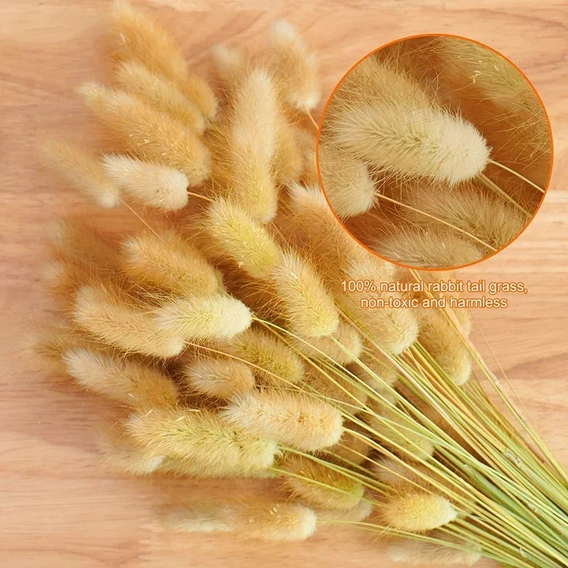E4MQ60Pcs-Dried-Flowers-Rabbit-Tails-Grass-Bouquet-Home-Decor-Diy-Natural-Fluffy-Pampas-Floral-Arrangement-Rustic.jpg