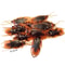 6KwfArtificial-Fake-Roaches-Novelty-Cockroach-trick-Prop-Scary-Insects-Realistic-Plastic-Bugs-Funny-Halloween-Party-Spoof.jpg