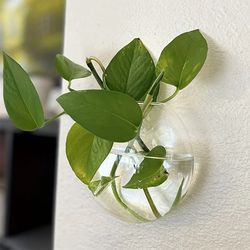 wall hanging glass flower vase terrarium fish tank aquarium container - home garden decoration