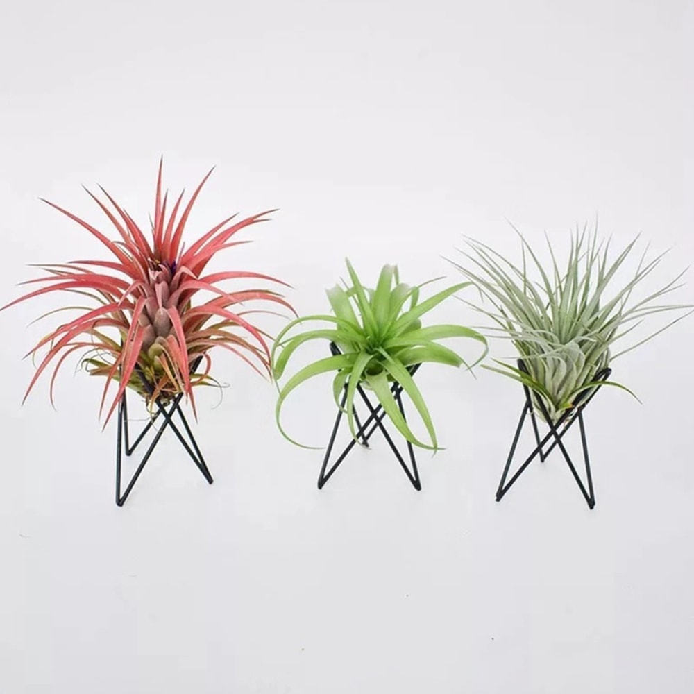 Geometric Air Plant Holder Metal Stand Minimalist Tillandsia Display Decor
