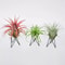 Geometric Air Plant Holder Metal Stand Minimalist Tillandsia Display Decor