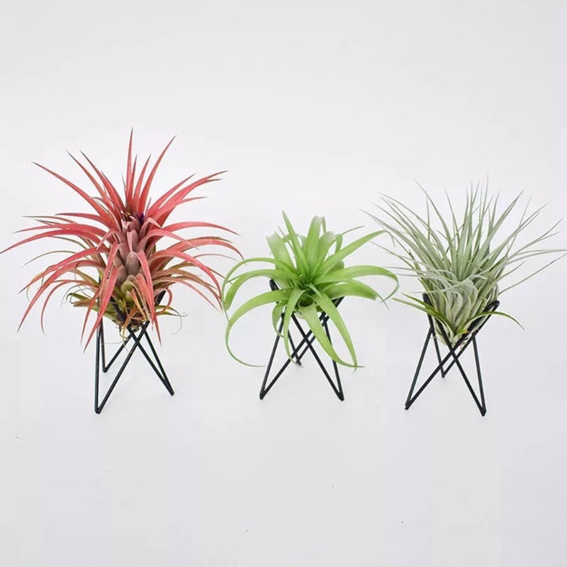 Geometric Air Plant Holder Metal Stand Minimalist Tillandsia Display Decor