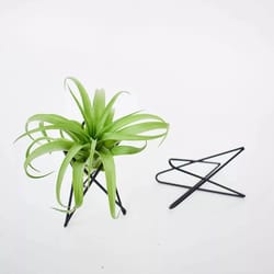geometric metal air plant holder minimalist tillandsia display stand