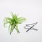 Geometric Metal Air Plant Holder Minimalist Tillandsia Display Stand 0