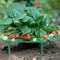 Vertical Strawberry Planter Rack With Sturdy Stand Space Saving Garden Tower For Berries 2