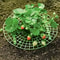 Vertical Strawberry Planter Rack With Sturdy Stand Space Saving Garden Tower For Berries 5