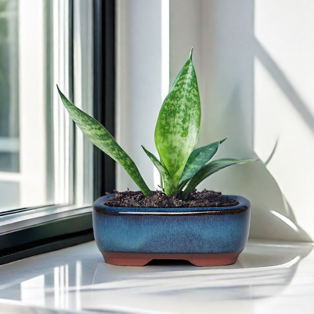 Elegant Ceramic Succulent Planter With Drainage Hole Indoor Outdoor Flower Pot 0