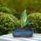 Elegant Ceramic Succulent Planter With Drainage Hole Indoor Outdoor Flower Pot 5