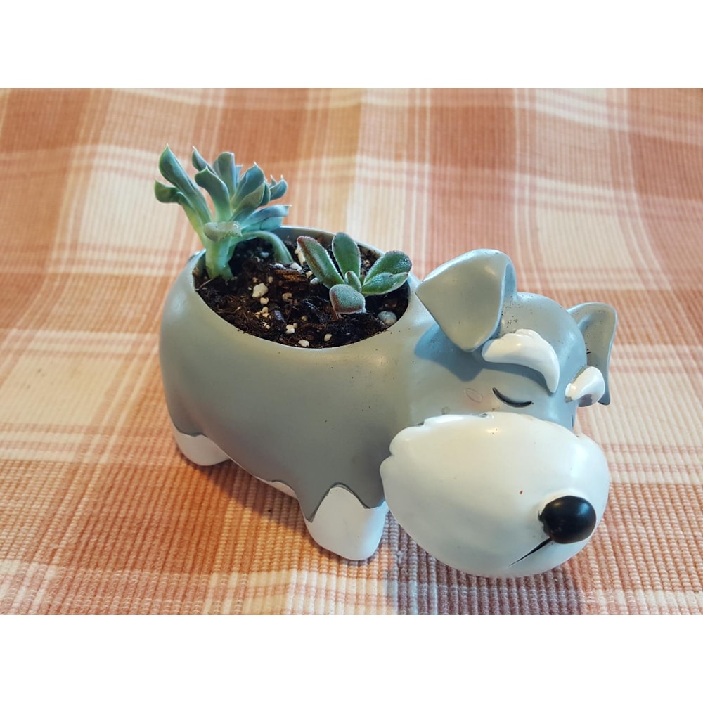 Cute Schnauzer Succulent Planter Dog Flower Pot Decorative Desk Plant Holder 2