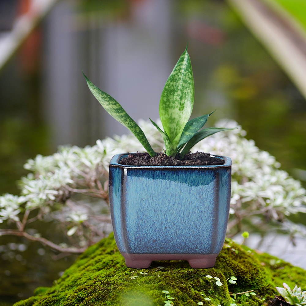 Ceramic Succulent Planter with Drainage Hole & Ventilation for Indoor Outdoor Plants