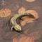 Solid Brass Giant Salamander Figurine Vintage Animal Desk Ornament 1