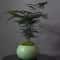 Chinese Ceramic Bonsai Pot With Drainage Hole Decorative Indoor Planter 3
