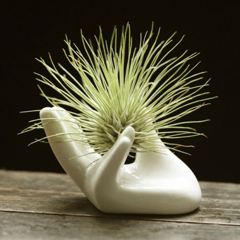 Minimalist Ceramic Air Plant Holder for Tillandsia Desk Decor