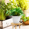 Solid Wood Round Plant Stand Indoor Decorative Flower Pot Display Rack