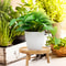 Solid Wood Round Plant Stand Indoor Decorative Flower Pot Display Rack