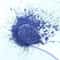Pure Blue Butterfly Pea Flower Powder Natural Food Craft Pigment 2