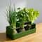 FreshRoot Green Onion Planter Hydroponic Regrow Kit For Indoor Kitchen Gardening 0