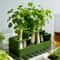 FreshRoot Green Onion Planter Hydroponic Regrow Kit For Indoor Kitchen Gardening 1