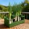 FreshRoot Green Onion Planter Hydroponic Regrow Kit For Indoor Kitchen Gardening 2