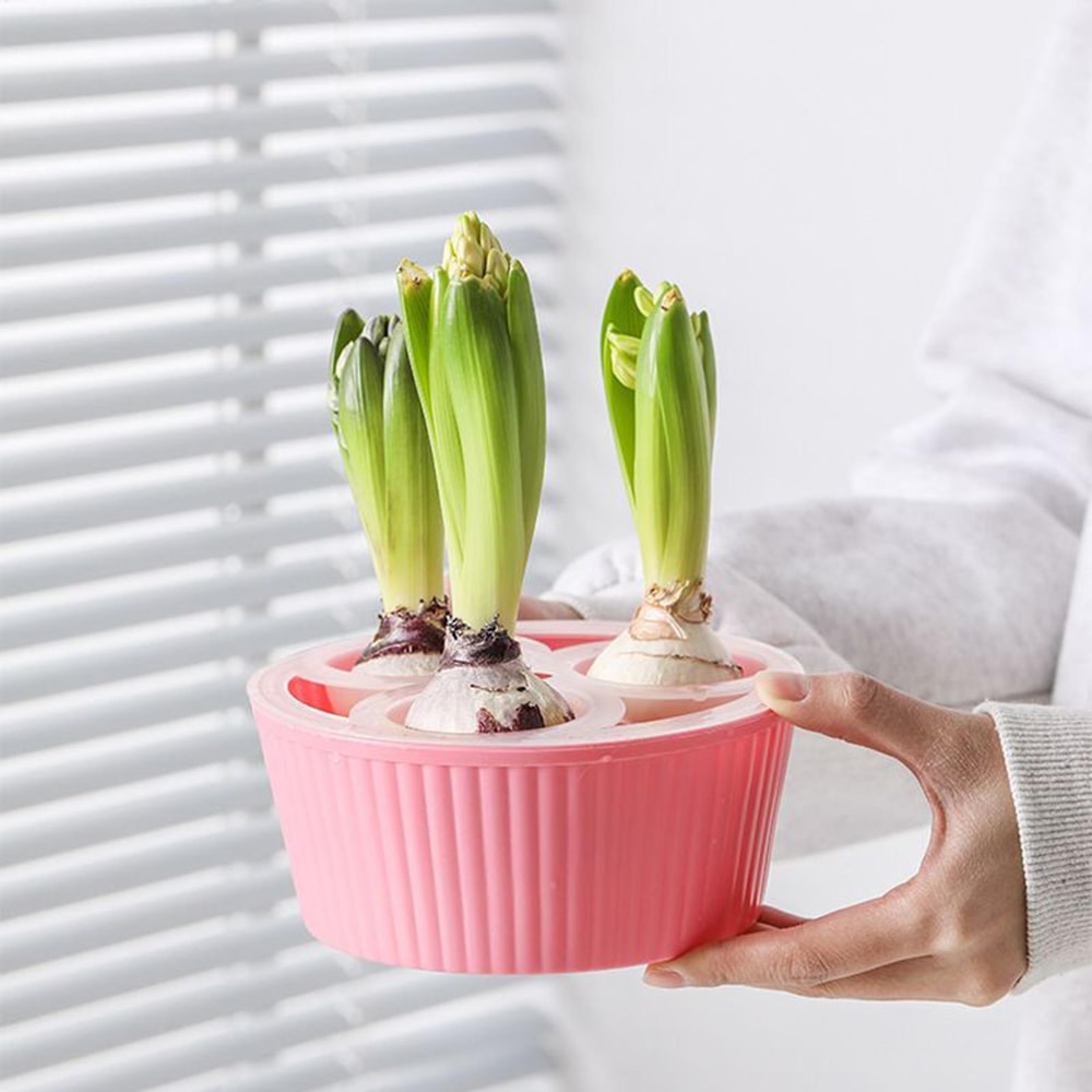 Elegant Hydroponic Planter Glass Hyacinth Vase for Indoor Bulb Gardening