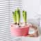 Elegant Hydroponic Planter Glass Hyacinth Vase for Indoor Bulb Gardening