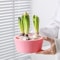 Elegant Hydroponic Planter Glass Hyacinth Vase for Indoor Bulb Gardening