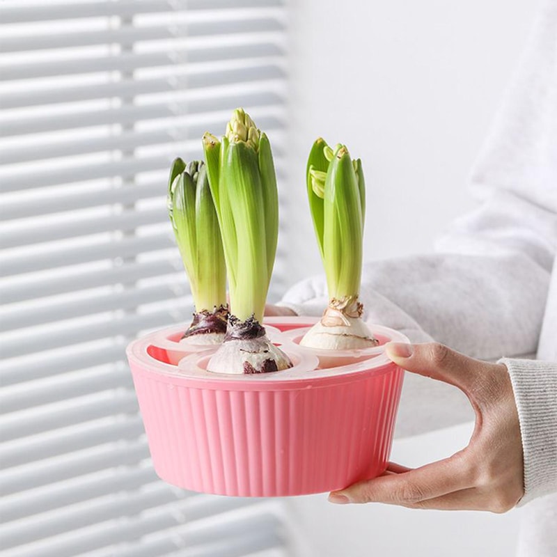 Elegant Hydroponic Planter Glass Hyacinth Vase for Indoor Bulb Gardening