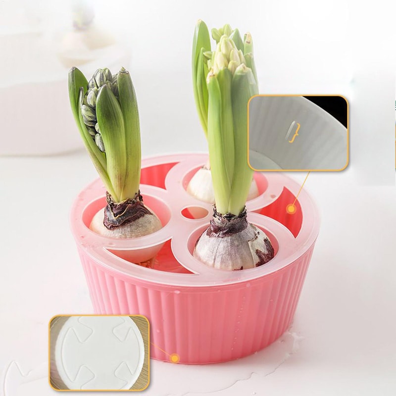 Elegant Hydroponic Planter Glass Hyacinth Vase for Indoor Bulb Gardening