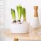Elegant Hydroponic Planter Glass Hyacinth Vase for Indoor Bulb Gardening